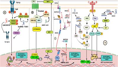 Long non-coding RNAs modulate tumor microenvironment to promote metastasis: novel avenue for therapeutic intervention